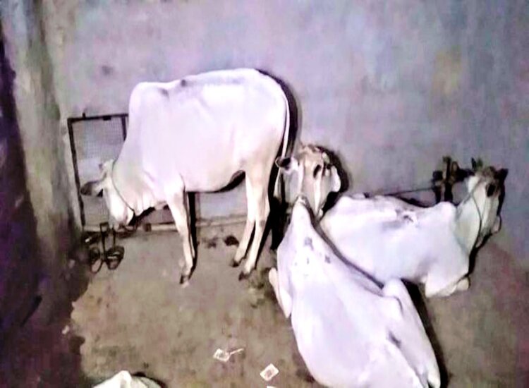 अपराध: गौ-तस्कर फरार, पांच गाय बरामद