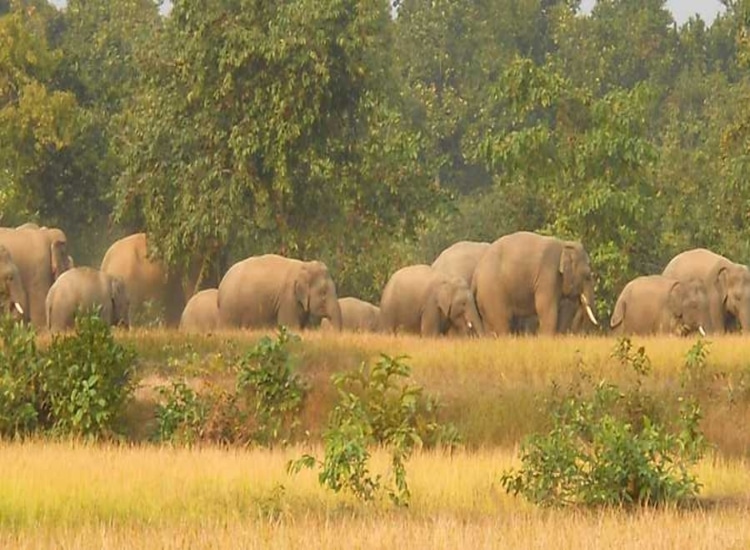 हाथी ने सैकड़ों एकड़ में लगी धान की फसल को बर्बाद किया