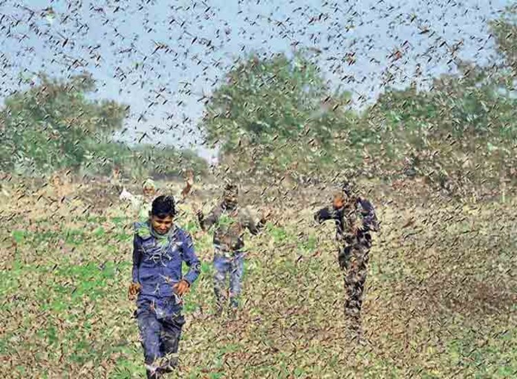 टिड्डियों का दल झारखंड की सीमा तक पहुंचा, किसानों की चिंता बढ़ी