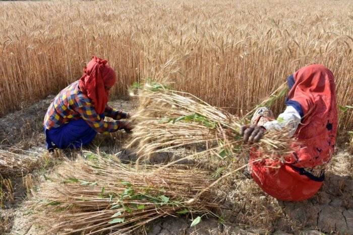 प्रवासी मजदूरों के बलबूते बिहार में कृषि को एक इन्टरप्राइजिंग बिज़नस बनाने की तैयारी