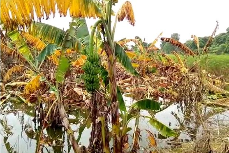 मुज़फ्फरपुर : कोरोना के बाद बाढ़ ने अब किसानों की उम्मीद पर फेरा पानी