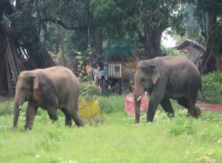 लोहरदगा शहर में घुसा जंगली हाथी, दहशत में लोग