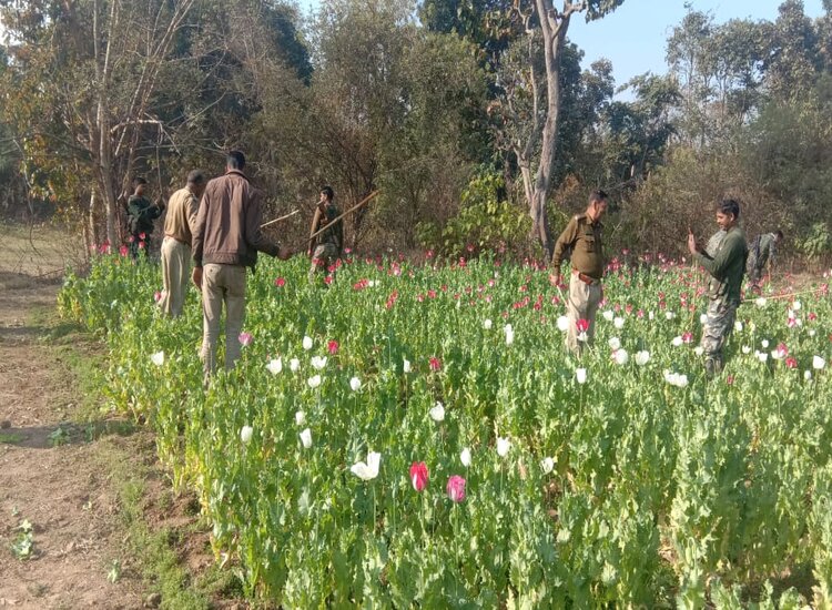 हो रही अफीम की खेती, पुलिस ने किया फसल को नष्ट.