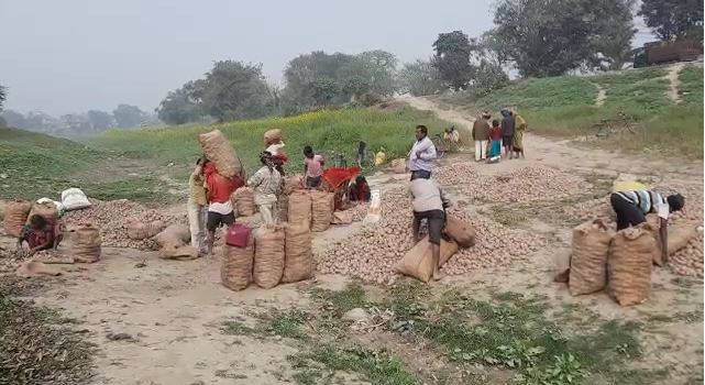 मुनाफे की आस में कंगाली के कगार पर, घाटे में आलू किसान, नहीं निकल रहे दाम