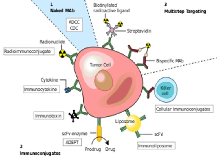 Monoclonal Antibody Therapy से 12 घंटे में कोरोना का ईलाज संभव.