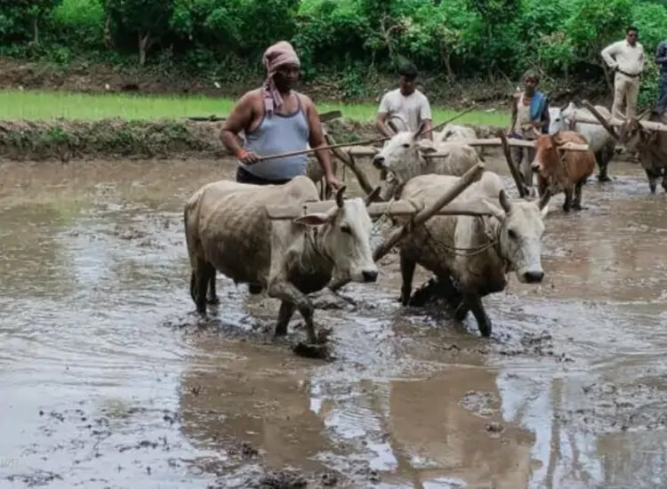 किसानों को एक फसल खेती की जगह बहुफसलीय के बारे में सोचना चाहिए: सत्यानंद भोक्ता