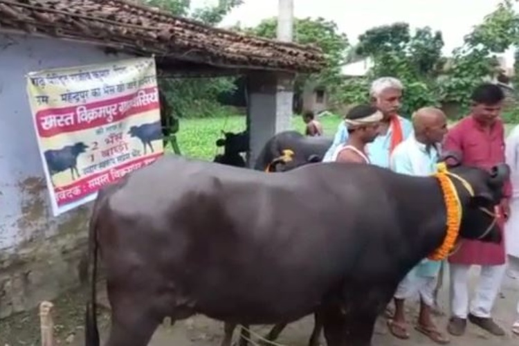 बेगूसराय में बाढ़ पीड़ित किसान की हो गई भैंस चोरी, तो गांववालों ने पेश की अनोखी मिसाल