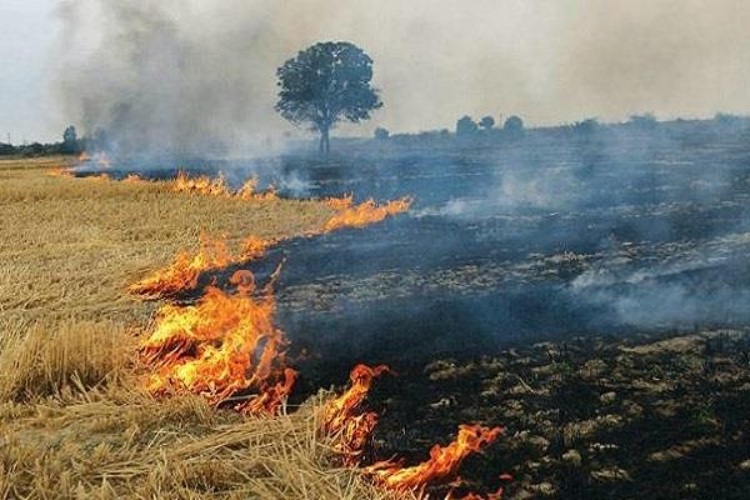 बिहार के किसान को पराली जलाना पड़ेगा महंगा, ऐसी गलती की तो नहीं मिलेगी सरकारी सुविधाएं